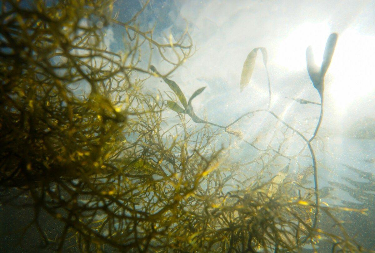 Inalve, spécialiste de l'algue alimentaire, lève 4,7 millions d'euros