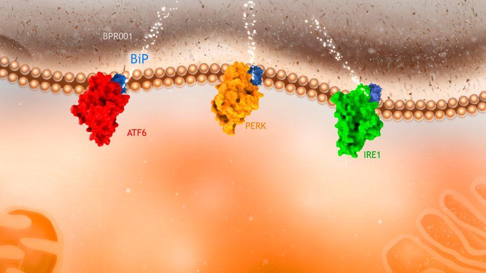 La société BiPER Therapeutics lève 800 000 euros pour lutter contre les cancers gastro-intestinaux