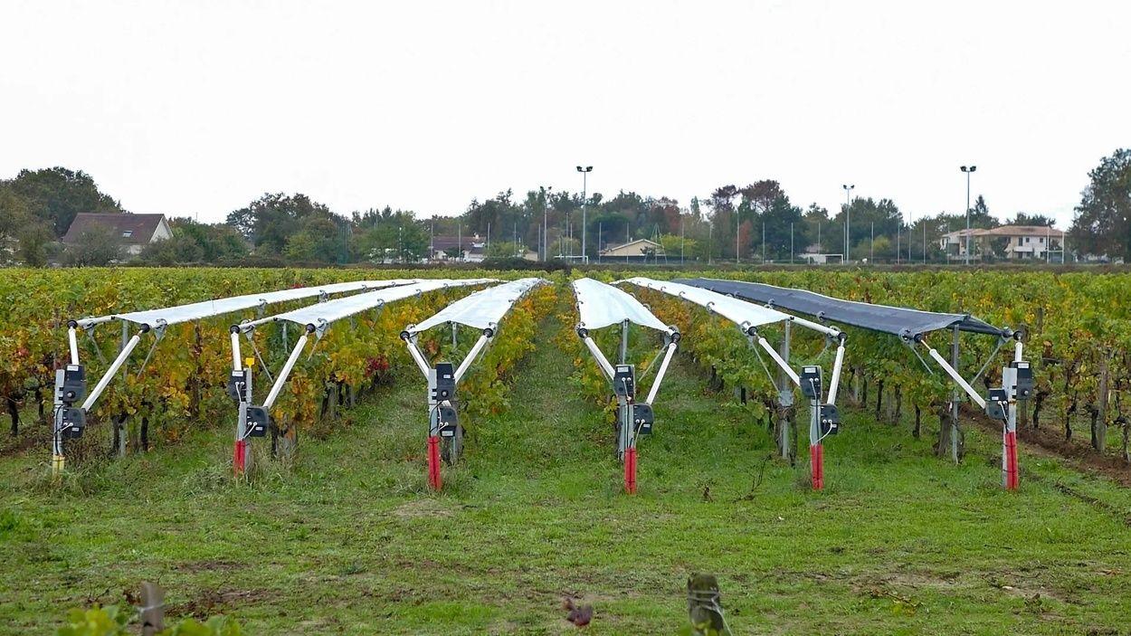 Viti-Tunnel lève 2 M€ pour la protection des vignes