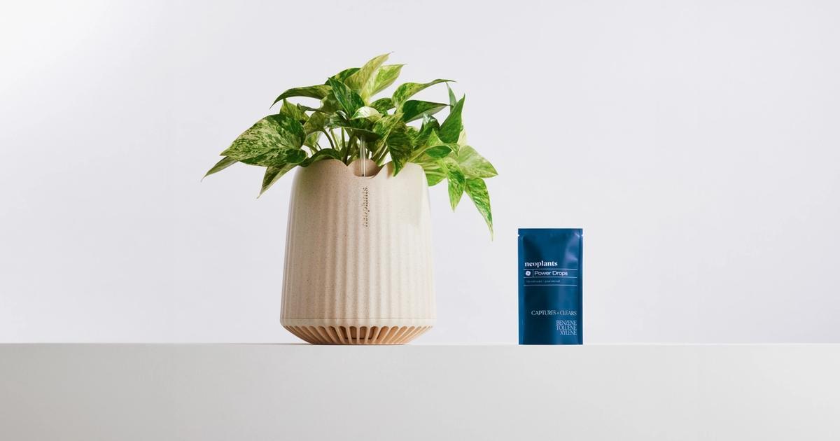 Une plante biotechnologique pour purifier l’air : l’idée de Neoplants